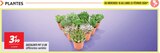 Succulente pot 12 cm dans le catalogue Netto