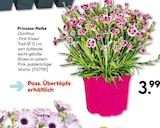 Prinzess-Nelke im aktuellen Hellweg Prospekt