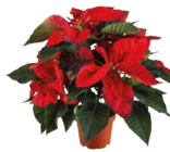 Weihnachtsstern Busch von  im aktuellen EDEKA Prospekt für 5,50 €