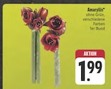 E center Forchheim - Amaryllis Angebot im Prospekt Amaryllis bei E center im Forchheim Prospekt für 1,99 €