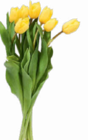 Tulpen Angebote bei Netto Marken-Discount Görlitz für 1,99 €
