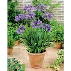 Agapanthe en promo chez Carrefour Bordeaux à 11,99 €