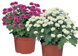 Chrysanthemen im Angebot bei Wreesmann in Zwickau Chrysanthemen Angebote bei Wreesmann Zwickau für 1,59 €