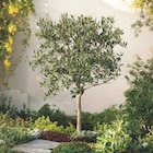 Olivier tige dans le catalogue Carrefour