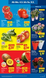 Aktueller Lidl Prospekt mit Pflanzen, "LIDL LOHNT SICH", Seite 11