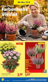 Chrysantheme im Lidl Prospekt in Heidelberg Aktueller Lidl Prospekt mit Chrysantheme, "LIDL LOHNT SICH", Seite 20