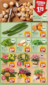 Pflanzen im REWE Prospekt "Dein Markt" mit 22 Seiten (Offenbach (Main))