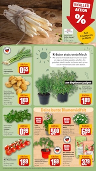 Blumen im REWE Prospekt "Dein Markt" mit 33 Seiten (Herne)