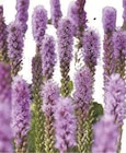 Promo Liatris spicata bleus à 1,99 € dans le catalogue U Express à Monteux