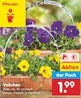 Veilchen  im aktuellen Netto Marken-Discount Prospekt für 1,99 €