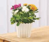 Chrysanthème Tricolore en promo chez Hyper U Savigny-le-Temple à 4,99 €