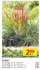 toom Baumarkt Schopfheim - Gräser Angebot im Prospekt Gräser bei toom Baumarkt im Schopfheim Prospekt für 2,99 €