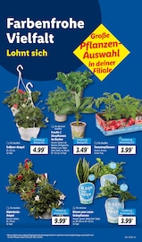 Ähnliche Obstbaum Angebote im Prospekt "LIDL LOHNT SICH" von Lidl in Gummersbach Ähnliche Angebote wie Obstbaum im Prospekt "LIDL LOHNT SICH" auf Seite 5 von Lidl in Gummersbach