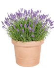 Aktuelle Blumentopf Angebote bei Thomas Philipps in Offenbach (Main) Aktuelles Blumenkübel Pistoia Angebot bei Thomas Philipps in Offenbach (Main) ab 1,99 €