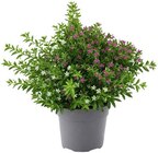 Japanische Scheinmyrte im Angebot bei Penny in Wolfsburg Japanische Scheinmyrte Angebote bei Penny Wolfsburg für 1,59 €