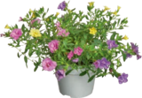 Zauberglöckchen Calibrachoa von  im aktuellen tegut Prospekt für 3,99 €