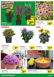 Aktueller Hagebaumarkt Prospekt mit Chrysantheme, "SO günstig geht das!", Seite 2