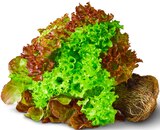 Aktuelles Salat-Trio Angebot bei Penny in Duisburg ab 1,00 €