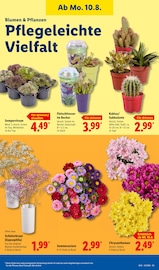 Aktueller Lidl Prospekt mit Pflanzen, "LIDL LOHNT SICH", Seite 23