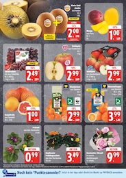 Blumen Angebot im aktuellen EDEKA Prospekt auf Seite 8