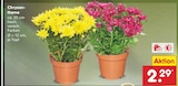 Aktuelles Chrysantheme Angebot bei Netto Marken-Discount in Koblenz ab 2,29 €