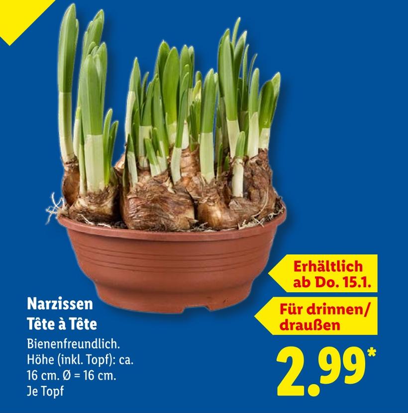 Narzissen Tête à Tête