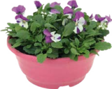 Frühlingstraum (Primula, Bellis und Viola) Angebote bei Globus-Baumarkt Recklinghausen für 3,99 €