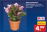 Aktuelles Weihnachtskaktus Angebot bei Netto Marken-Discount in Braunschweig ab 4,99 €