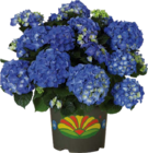Garten-Hortensie im aktuellen Globus-Baumarkt Prospekt