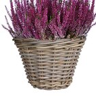 Hagebaumarkt Lengerich - Pflanzkorb Marcia Angebot im Prospekt Pflanzkorb Marcia bei Hagebaumarkt im Lengerich Prospekt für 4,99 €
