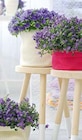 Glockenblume Campanula portenschlagiana für 11,99 € bei Hellweg im Angebot Glockenblume Campanula portenschlagiana im aktuellen Hellweg Prospekt