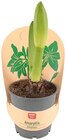 Amaryllis Premium im Angebot bei REWE in Leipzig Amaryllis Premium Angebote von REWE Beste Wahl bei REWE Leipzig für 3,99 €