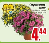 Chrysanthemen-Busch  im aktuellen EDEKA Prospekt für 4,44 €