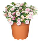 gefüllte Zauberglöckchen im Angebot bei Netto Marken-Discount in Goslar gefüllte Zauberglöckchen Angebote bei Netto Marken-Discount Goslar für 1,99 €
