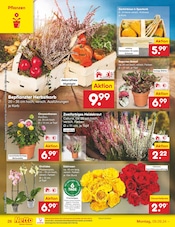 Ähnliche Angebote wie Gartenpumpe im Prospekt "Aktuelle Angebote" auf Seite 34 von Netto Marken-Discount in Arnsberg