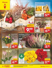 Pflanzen im Netto Marken-Discount Prospekt "Aktuelle Angebote" mit 53 Seiten (Paderborn)