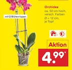 Netto Marken-Discount Lathen - Orchidee Angebot im Prospekt Orchidee bei Netto Marken-Discount im Lathen Prospekt für 4,99 €