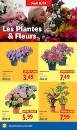 Offre Plante Verte dans le catalogue Lidl du moment à la page 26