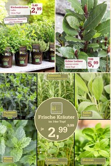 Pflanzen im Garten-Center Nordharz GmbH & Co. KG Prospekt "Frühling pflanzen. Ostern genießen." mit 16 Seiten (Hannover)