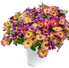 Aktuelles Zauberglöckchen Angebot bei REWE in Jena ab 2,49 €