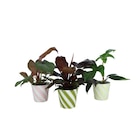Plante verte - Carrefour Plante verte à 9,99 € dans le catalogue Carrefour