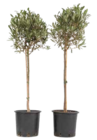 Olivenbaum, Olea europaea für 54,99 € bei Netto Marken-Discount im Angebot Olivenbaum, Olea europaea im aktuellen Netto Marken-Discount Prospekt