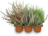 Besenheide bei Netto Marken-Discount im Prospekt "" für 7,99 €