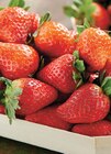 Intermarché Contact Plouay - Promo Fraise Ronde Promo Fraise Ronde à 2,99 € dans le catalogue Intermarché Contact à Plouay