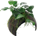 20 % de remise de plantes sur support dans le catalogue Maxi Zoo