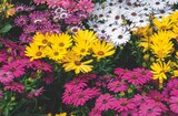 Jardineries du terroir Aurillac - Promo Marguerite du Cap Promo Marguerite du Cap à 7,99 € dans le catalogue Jardineries du terroir à Aurillac