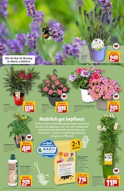 Dünger im REWE Prospekt in Sankt Augustin Aktueller REWE Prospekt mit Dünger, "Dein Markt", Seite 9
