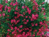 Laurier-rose en promo chez Hyper U La Rochelle à 19,95 €