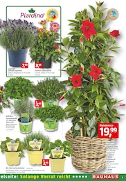 Zitronenmelisse Angebot im aktuellen BAUHAUS Prospekt auf Seite 3