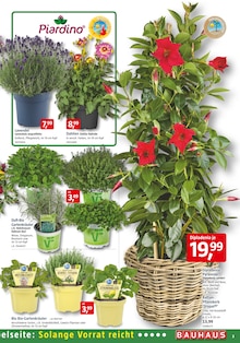 Lavendel Angebot im aktuellen BAUHAUS Prospekt auf Seite 3